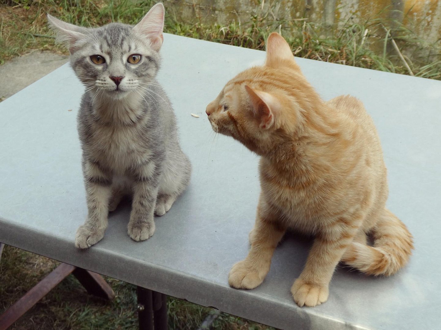 Sos Chats Soins Patience Et éfficacité