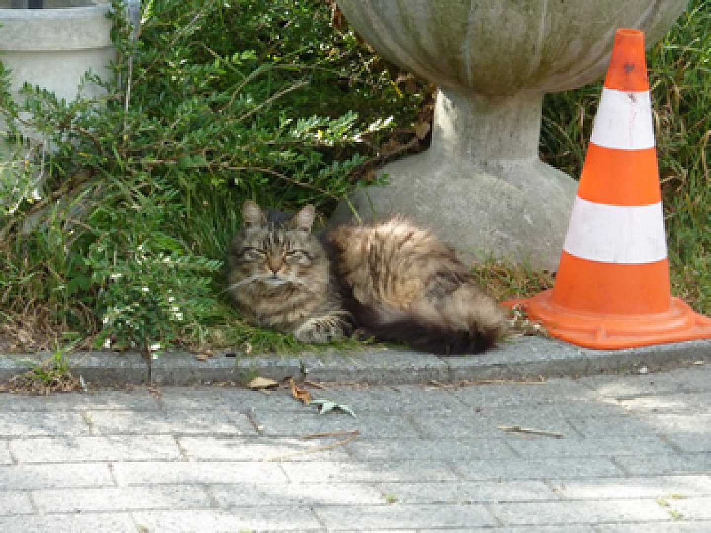 Sos Chats Attention Chat Boudeur