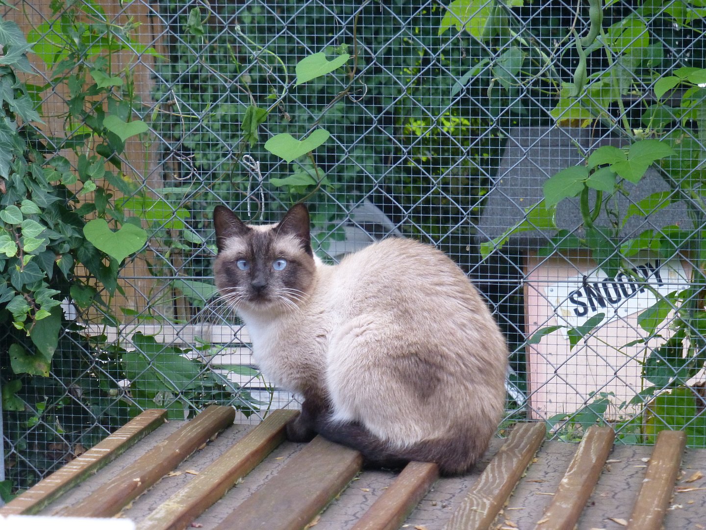 Sos Chats Bleu Orageux