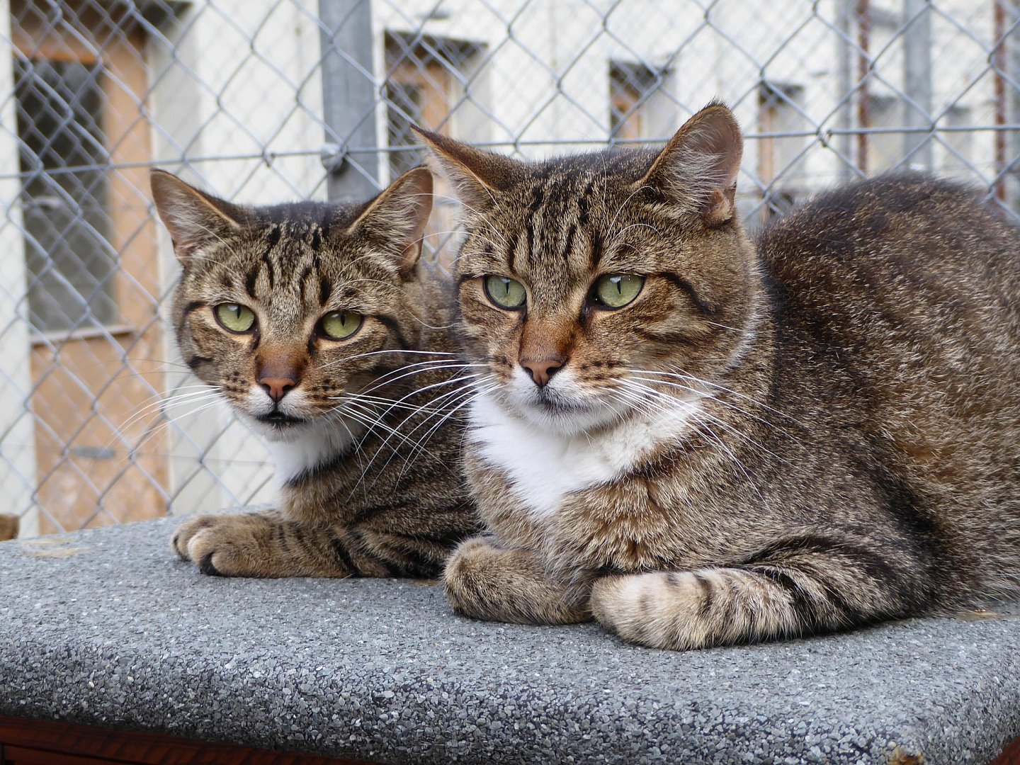 Sos Chats Mais Qui Est Qui