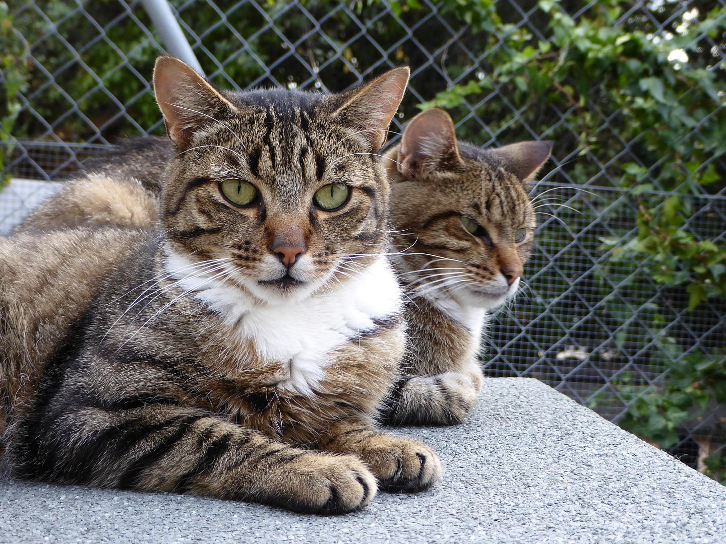 Sos Chats Mais Qui Est Qui