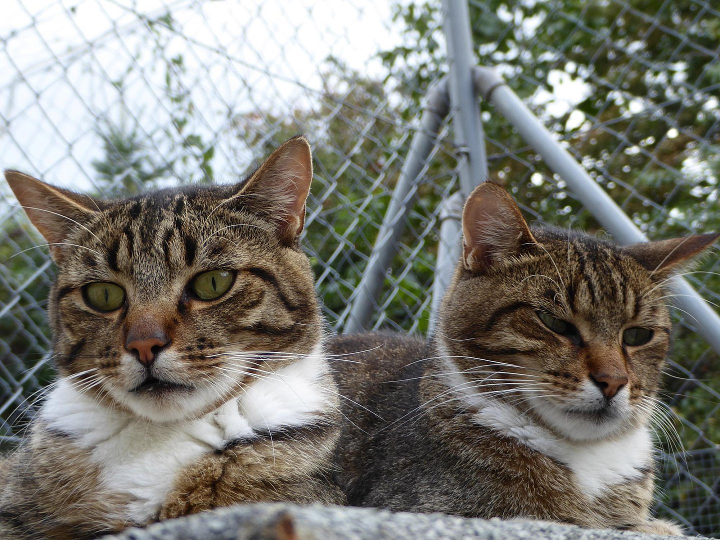 Sos Chats Mais Qui Est Qui