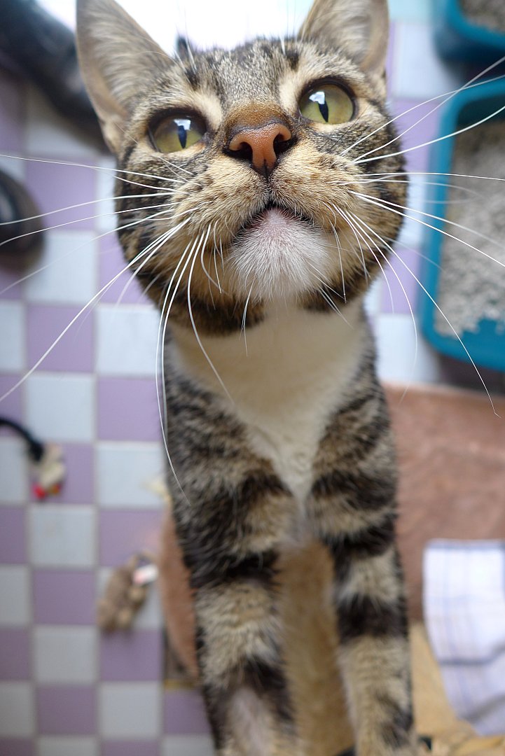 Sos Chats Moustaches En Alerte