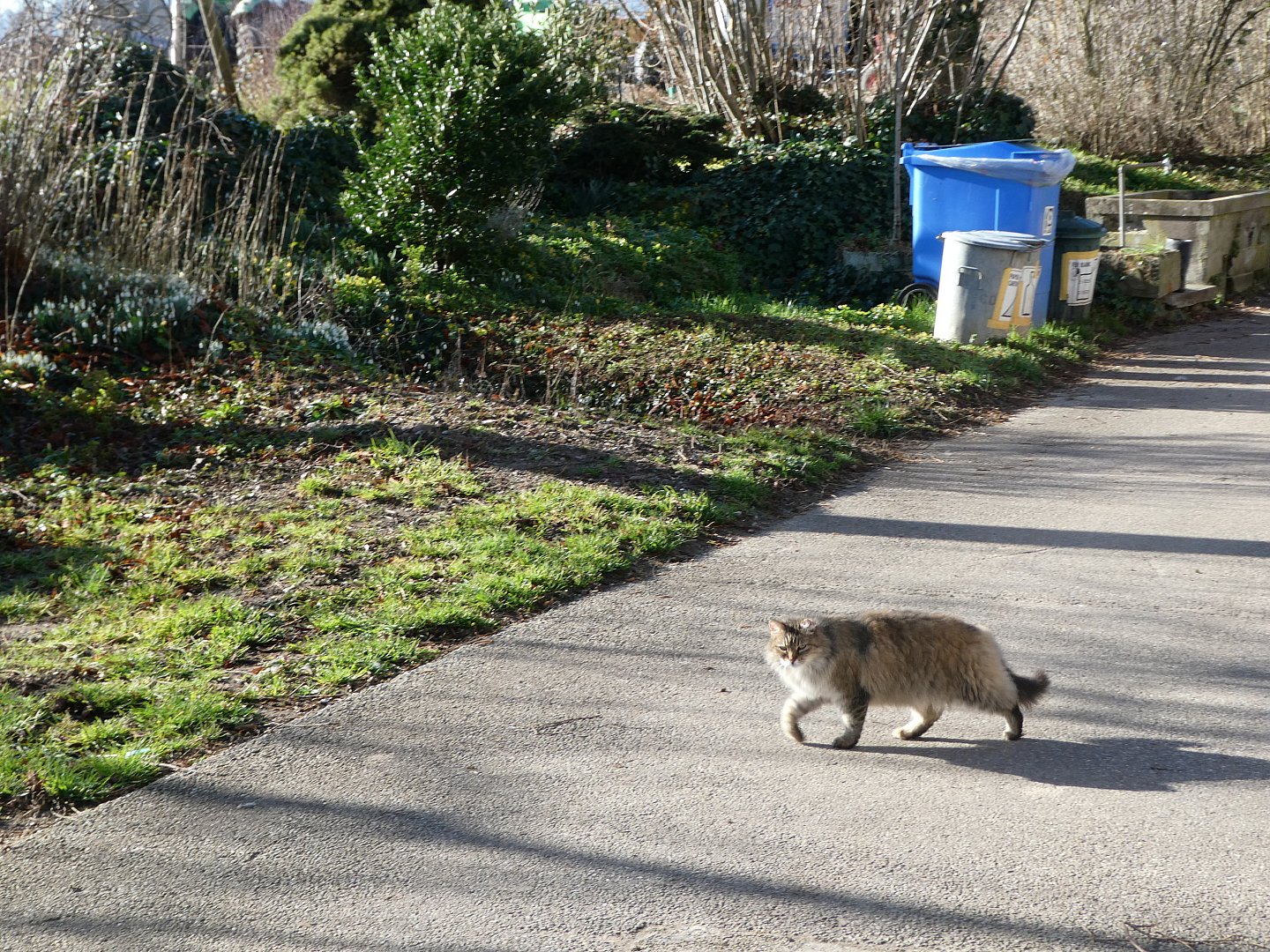 Sos Chats Une Minette Sauvage Avec Un Oeil Creve